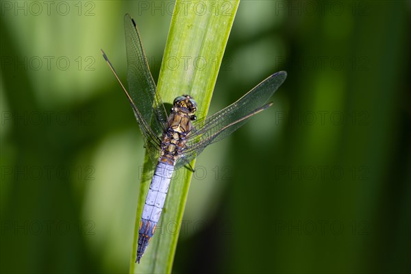 Large blue arrow