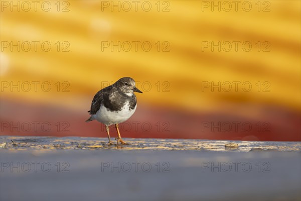 Ruddy turnstone (Arenaria interpres) adult bird in winter plumage on a harbour jetty, Norfolk, England, United Kingdom, Europe