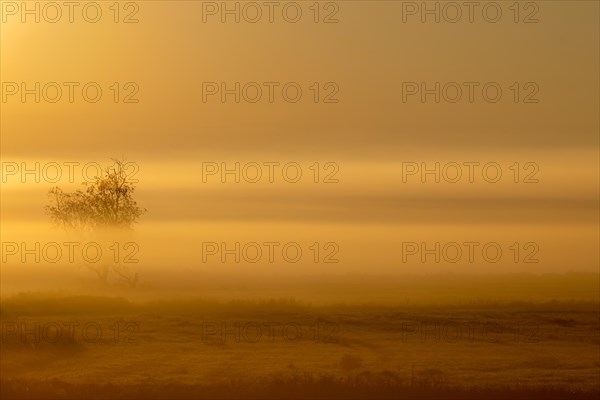 Sunrise in the fog, Federsee lake