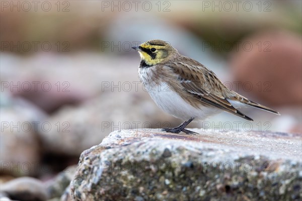 Horned lark, Heligoland