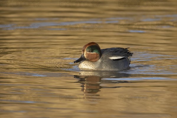 Common teal duck (Anas crecca) adult male bird on a lake, Norfolk, England, United Kingdom, Europe