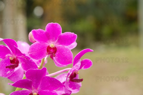 Purple vanda orchid flower in botanical garden, selective focus, copy space, malaysia, Kuching orchid park