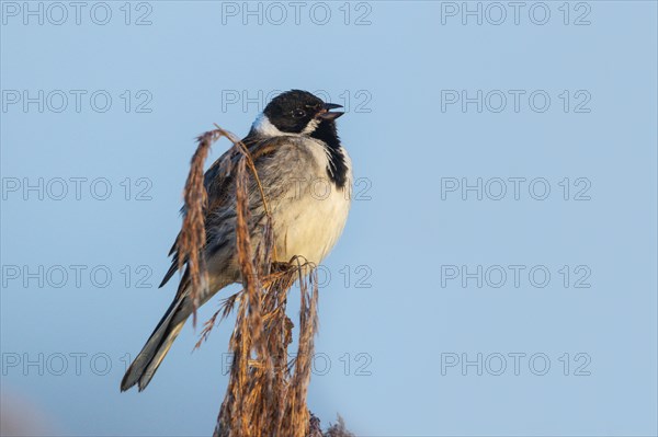 Reed bunting