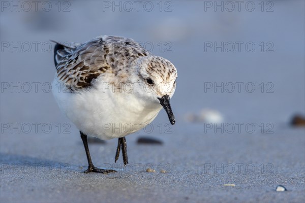 Sanderling