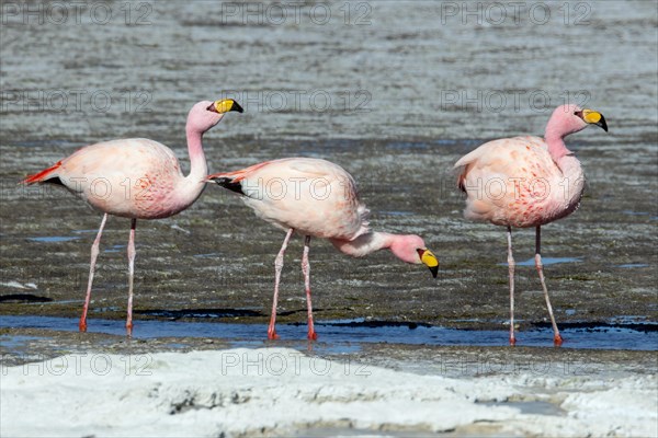 James Flamingo, NP Eduardo Avaroa Bolivia