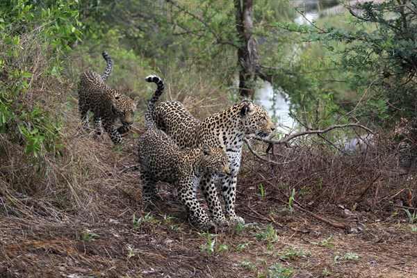 Leopard (Panthera pardus), adult, cubs, group, running, stalking, Sabi Sand Game Reserve, Kruger NP, Kruger National Park, South Africa, Africa