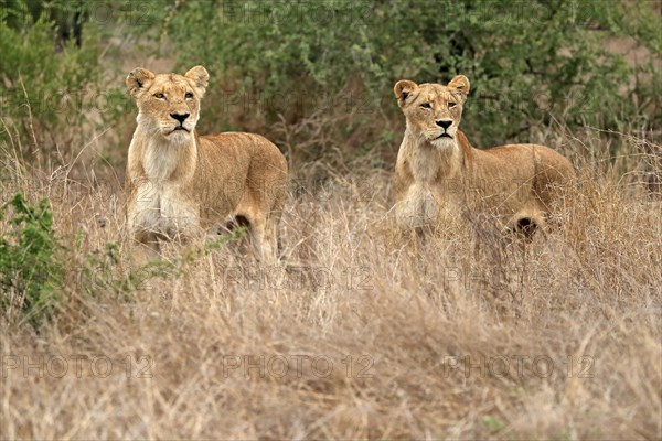 Lion (Panthera leo), adult, female, two females, vigilant, Sabi Sand Game Reserve, Kruger National Park, Kruger National Park, South Africa, Africa