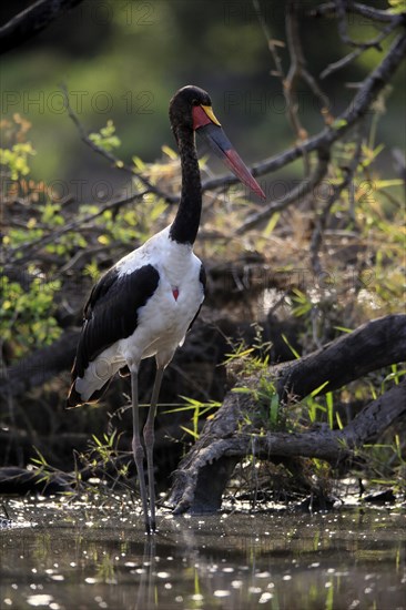 Saddle-billed stork (Ephippiorhynchus senegalensis), adult, foraging, in the water, Kruger National Park, Kruger National Park, South Africa, Africa