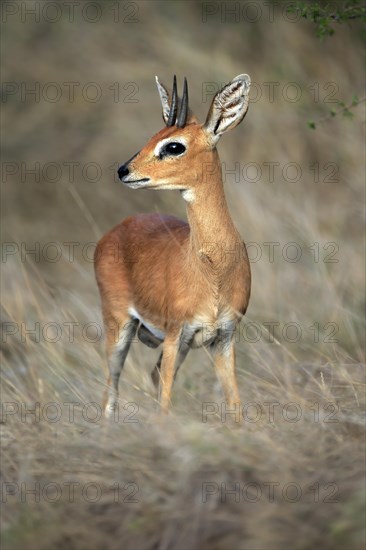 Steenbok (Raphicerus campestris), adult, male, vigilant, dwarf antelope, Kruger National Park, Kruger National Park, South Africa, Africa