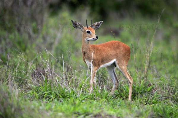 Steenbok (Raphicerus campestris), adult, male, foraging, vigilant, dwarf antelope, Kruger National Park, Kruger National Park, South Africa, Africa