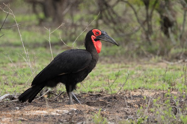 Southern ground hornbill (Bucorvus leadbeateri), adult, foraging, alert, Kruger National Park, Kruger National Park, South Africa, Africa