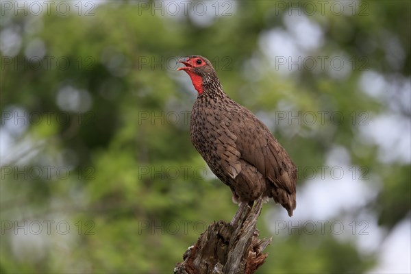 Swainson's spurfowl (Pternistis swainsonii), adult, on wait, calling, Kruger National Park, Kruger National Park, South Africa, Africa