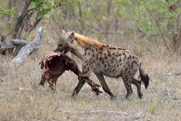 Spotted hyena (Crocuta crocuta), adult, with prey, carrying prey, running, Sabi Sand Game Reserve, Kruger National Park, Kruger National Park, South Africa, Africa