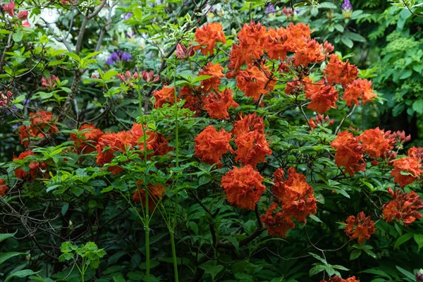 Beautiful azalea flowers of orange color with green leaves in the garden. rhododendron