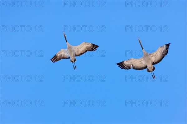 Pair of Cranes (grus grus) flying with spread wings on a clear blue sky at spring