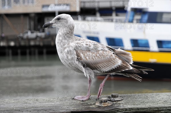 Western Gull (Larus occidentalis), San Francisco, California, USA, North America