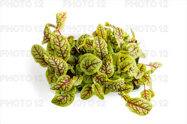 Plastic box with microgreen sprouts of sorrel isolated on white background. Top view, flat lay, close up