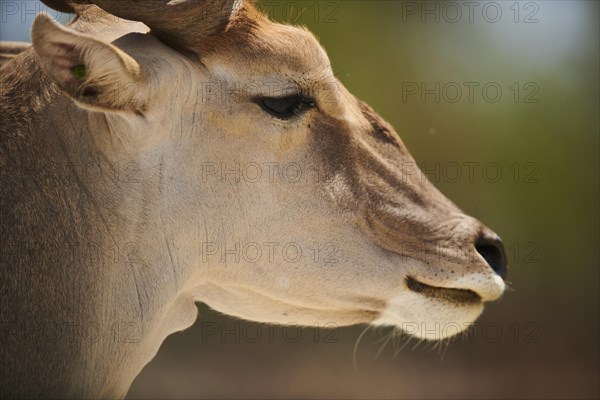 Common eland (Taurotragus oryx), portrait, captive, distribution Africa