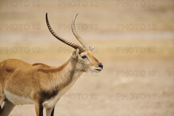 Southern lechwe (Kobus leche) in the dessert, captive, distribution Africa