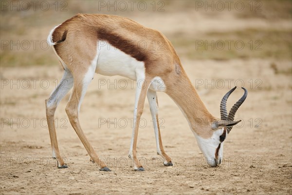 Springbok (Antidorcas marsupialis) in the dessert, captive, distribution Africa