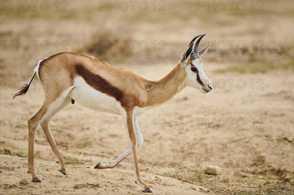 Springbok (Antidorcas marsupialis) in the dessert, captive, distribution Africa