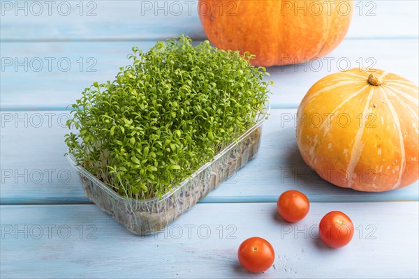 Microgreen sprouts of watercress with pumpkin on blue wooden background. Side view, close up