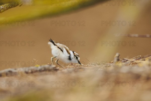 Little ringed plover (Charadrius dubius) chick on the ground, France, Europe