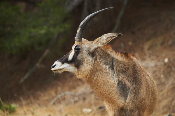 Roan Antelope (Hippotragus equinus) portrait, in the dessert, captive, distribution Africa