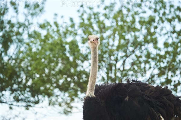 Common ostrich (Struthio camelus) male in the dessert, captive, distribution Africa