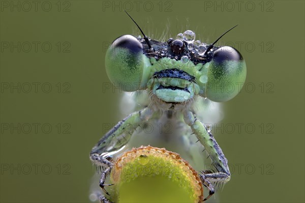 large red damselfly