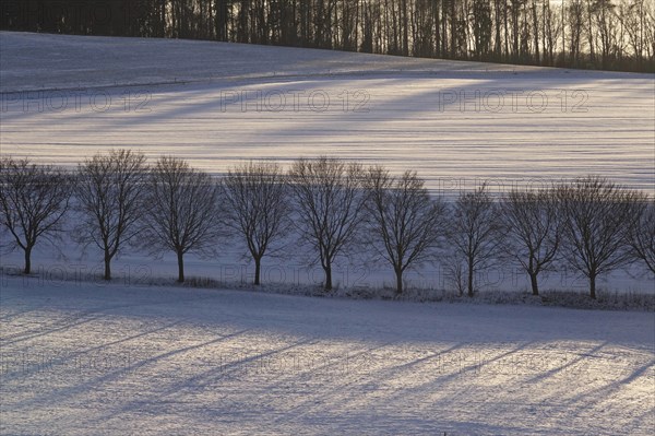 Winter impression, Elbe Sandstone Mountains, Saxony, Germany, Europe