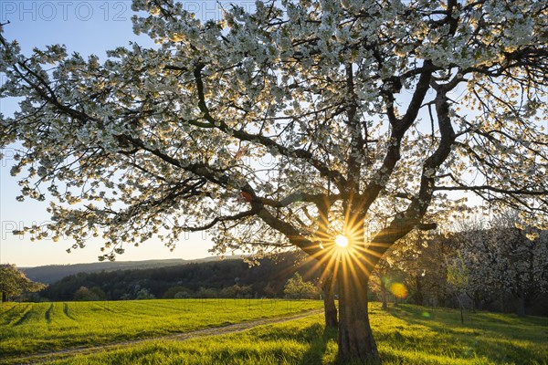 Landscape with white blossoming fruit trees in a meadow in spring, a tree in the foreground. The sky is blue, the sun is shining, it is evening, golden hour, a sunstar shines through the branches. Between Neckargemuend and Wiesenbach, Rhine-Neckar district, Kleiner Odenwald, Baden-Wuerttemberg, Germany, Europe