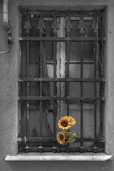 Barred window decorated with a plastic sunflower, historic centre of Genoa, Italy, Europe