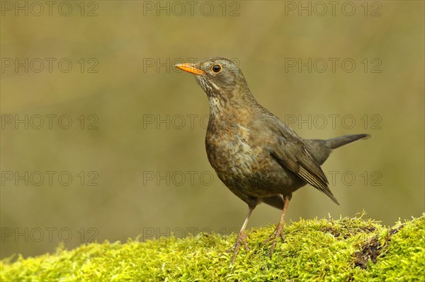 Blackbird (Turdus merula) female, standing on moss-covered forest floor, Wilnsdorf, North Rhine-Westphalia, Germany, Europe