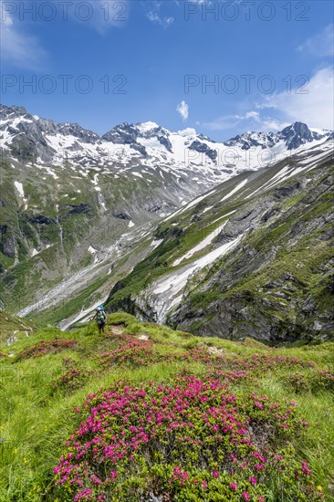 Mountaineer on hiking trail in picturesque mountain landscape with blooming alpine roses, in the background mountain peak Grosser Loeffler and Oestliche Floitenspitze with glacier Floitenkees, valley Floitengrund, Berliner Hoehenweg, Zillertal Alps, Tyrol, Austria, Europe