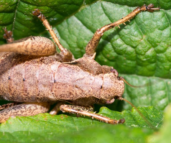 Dark bush-cricket (Pholidoptera griseoaptera) or common bush cricket, female, sitting on bramble leaf (Rubus sect. Rubus), close-up, detail shot, macro shot, Mecklenburg Lake District, Mecklenburg-Western Pomerania, Germany, Europe