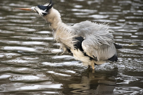 Grey heron (Ardea cinerea cinerea) stands in shallow water and shakes water out of its feathers, water droplets splash in all directions, feathers stick out, wiping effect, motion blur, surrounded by gentle waves, symbolic image wetness, bathing, hairstyle, hairdresser visit necessary, humour, funny, Hesse, Germany, Europe