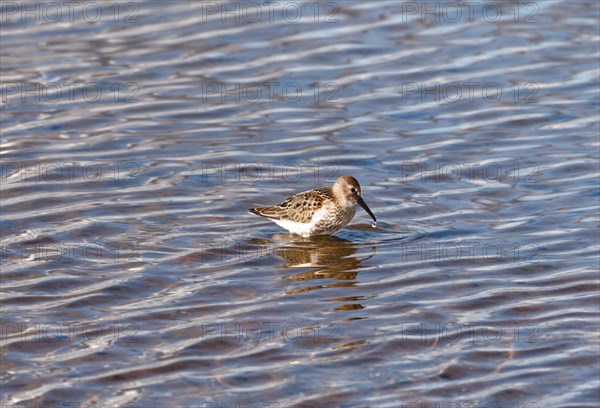 Common typical wader (Calidris) in the Tipperne bird sanctuary in West Jutland, Denmark, Europe