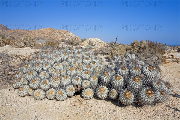 Copiapoa dealbata, Llanos de challe National Park, Huasco, Chile, South America