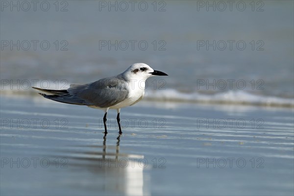 Salmon Tern, Oman, Asia