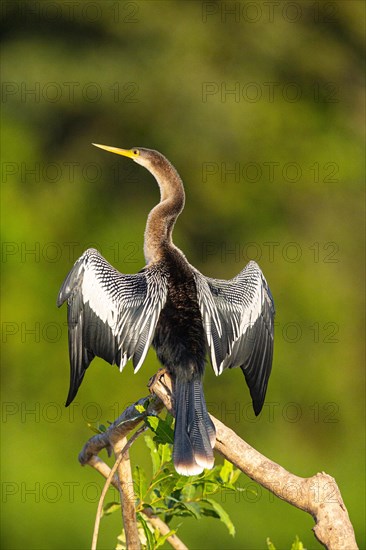 American darter (Anhinga anhinga) Pantanal Brazil