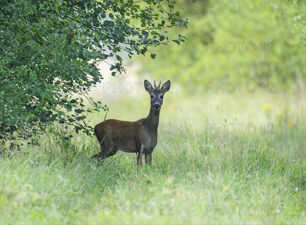European roe deer (Capreolus capreolus), roebuck standing on a forest path, wildlife, Thuringia, Germany, Europe