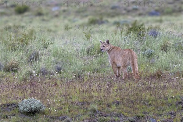 Cougar (Cougar concolor), silver lion, mountain lion, cougar, panther, small cat, Torres del Paine National Park, Patagonia, end of the world, Chile, South America