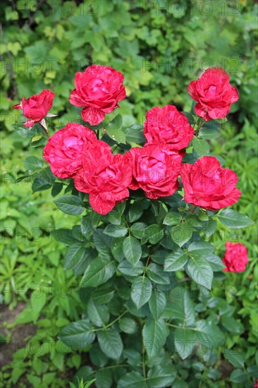 Red roses growing in garden. Beautiful flowers blossom in bush garden. Beautiful flowers of rose blooming in summer. Bouquet of red roses