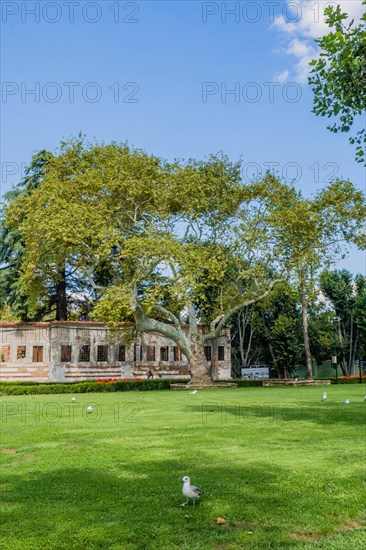 Seagull in field of grass in public park near ocean in Istanbul, Turkiye