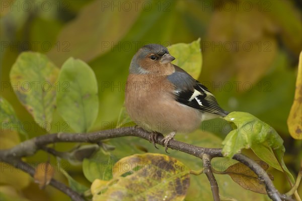 European chaffinch (Fringilla coelebs) adult male bird amongst autumn leaves of a garden Magnolia tree, Suffolk, England, United Kingdom, Europe