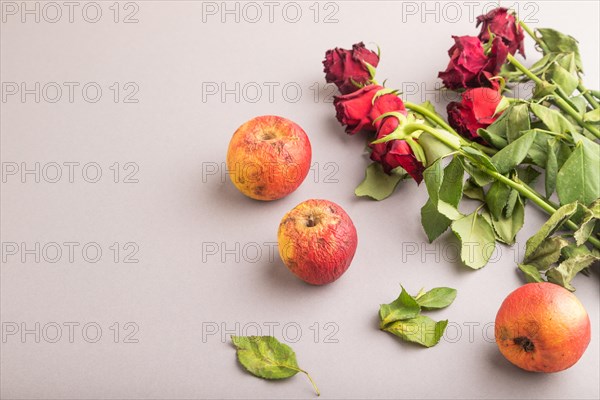 Withered, decaying, roses flowers and apples on gray pastel background. side view, copy space, still life. Death, depression concept