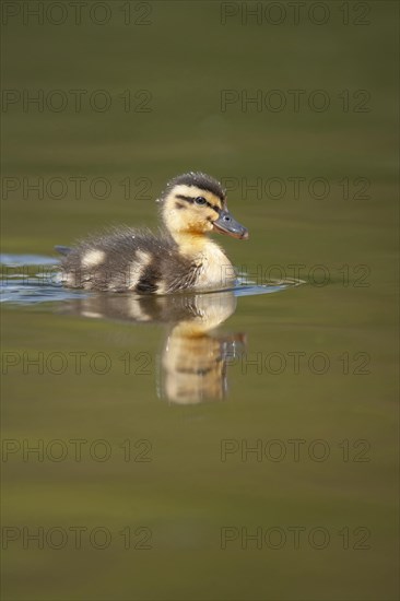 Mallard duck (Anas platyrhynchos) juvenile duckling on a lake, Norfolk, England, United Kingdom, Europe