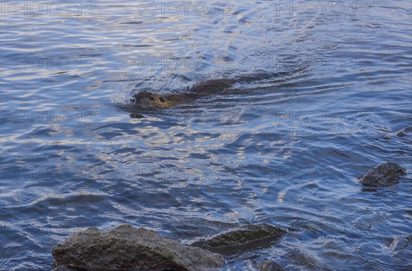 Beaver swimming in Vltava river in Prague, Czech Republic, Europe