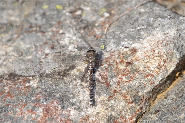 Zigzag darner (Aeshna sitchensis) sitting on a rock, dragonfly, close-up, nature photograph, Tinn, Vestfold, Norway, Europe